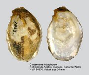 Crassostrea rhizophorae
